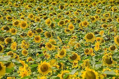 2024年1月欧洲市场主机销量数据估测 PS5最畅销